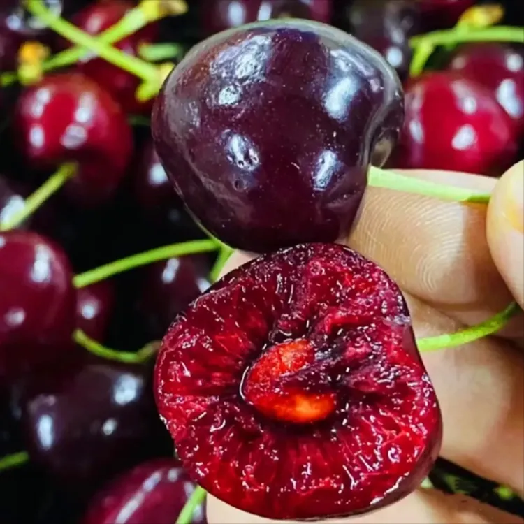 [低海拔/短低温车厘子树苗]观赏园艺植物 基地正品裸根苗买五赠一