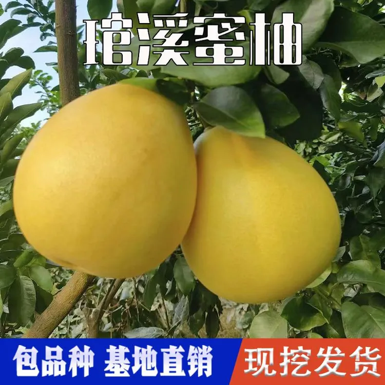 琯溪蜜柚苗种植嫁接活苗南北方地栽盆栽红心柚子果树果苗当年结果