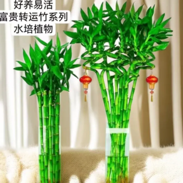 【花俊阁】水培植物富贵竹转运竹室内客厅开运竹弯竹节节高