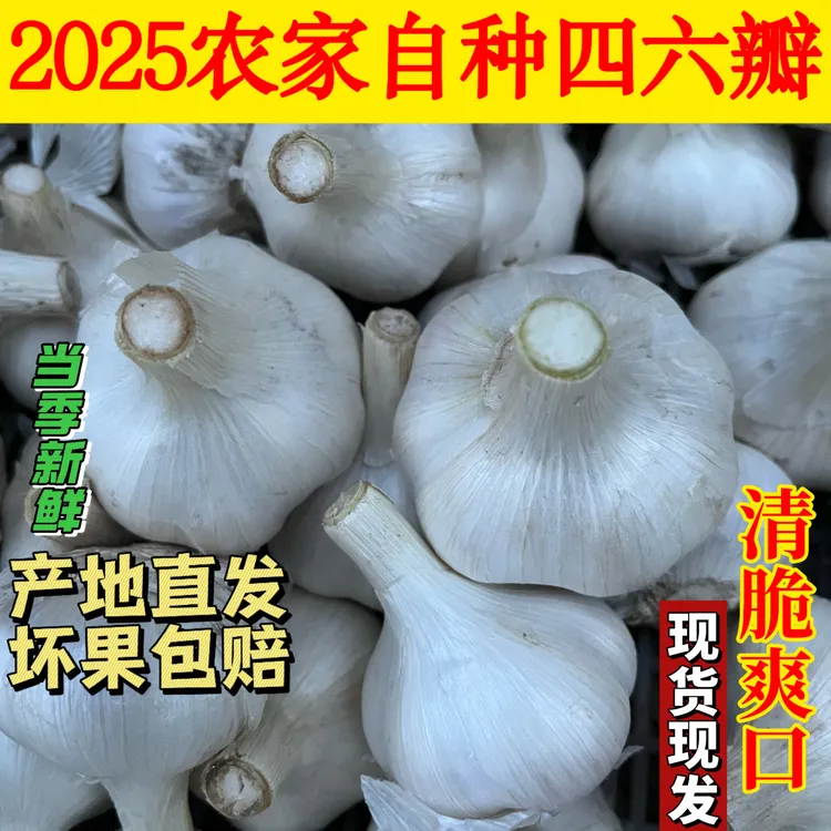 四六瓣2025新大蒜黏辣脆鲜香农家自种清脆爽口颗颗饱满足斤