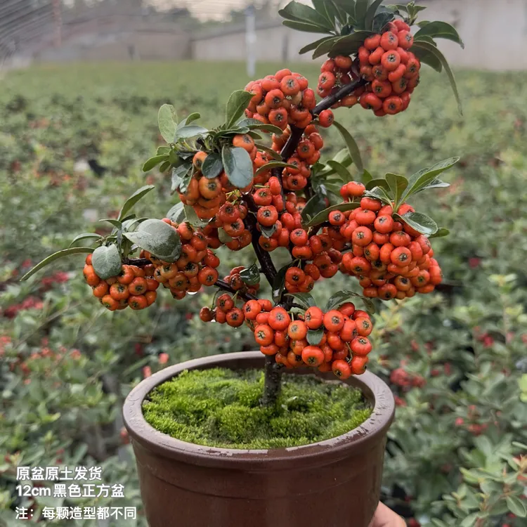 火棘吉祥果基地清园运输途中有几率掉果，不包掉果介意慎拍