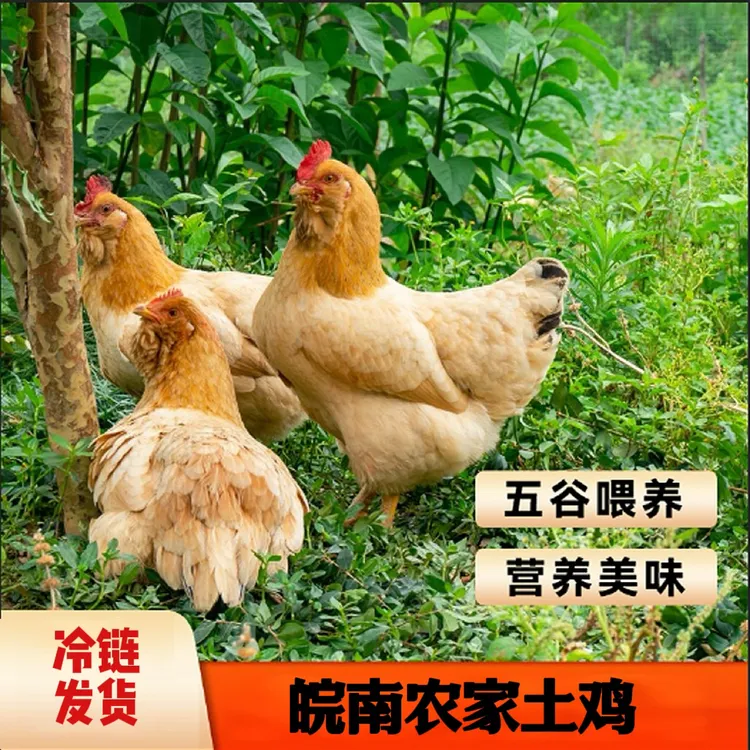 新鲜皖南生鲜农家户外放养土鸡新鲜老母鸡孩子孕妇现杀煲汤