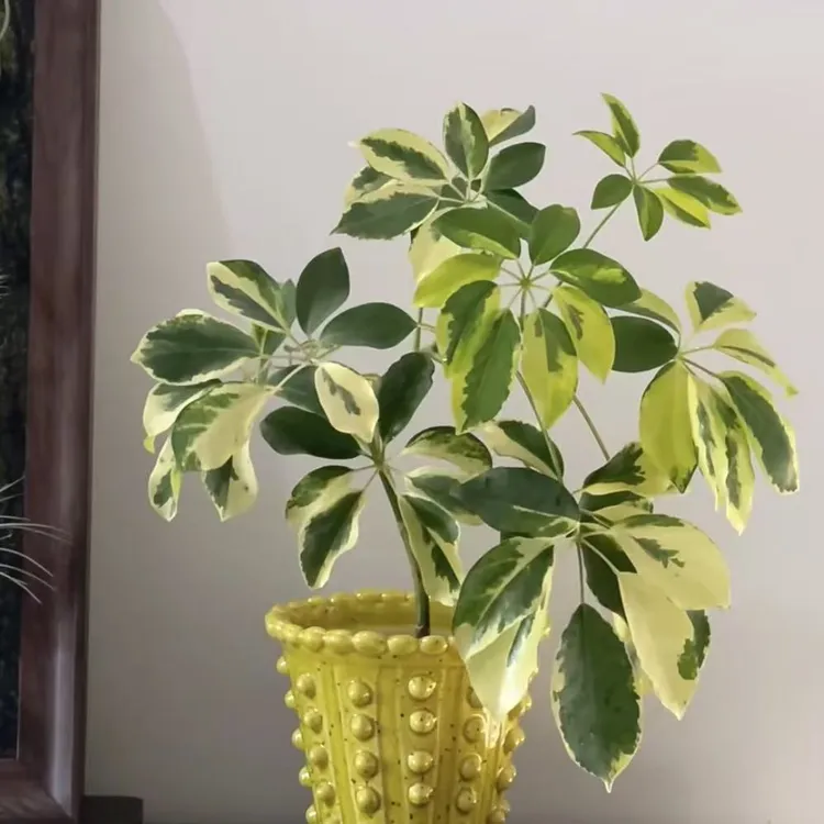 花叶鸭脚木盆栽绿植多年生室内高端盆景观叶易养护花卉绿植盆栽