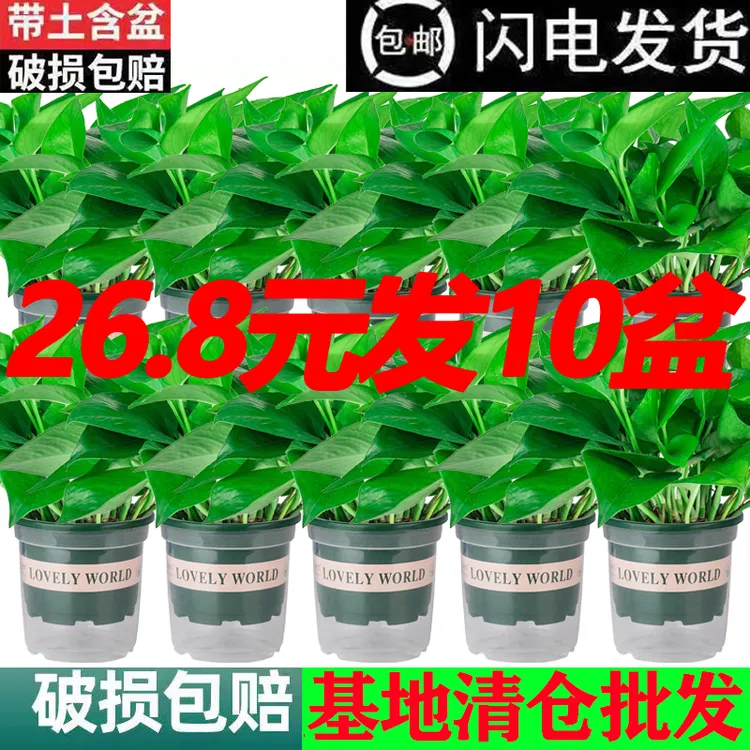 【26发10盆】绿萝盆栽室内好养吸除甲醛净化空气水培植物绿植花卉