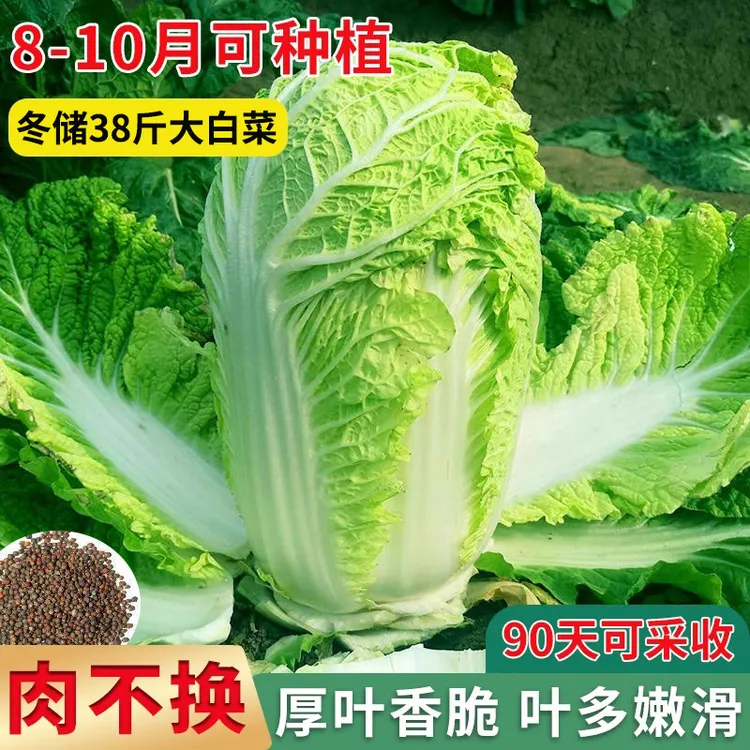 【冬储38斤大白菜种子】家庭阳台小院盆栽地裁四季种植夏秋播YL蔬菜