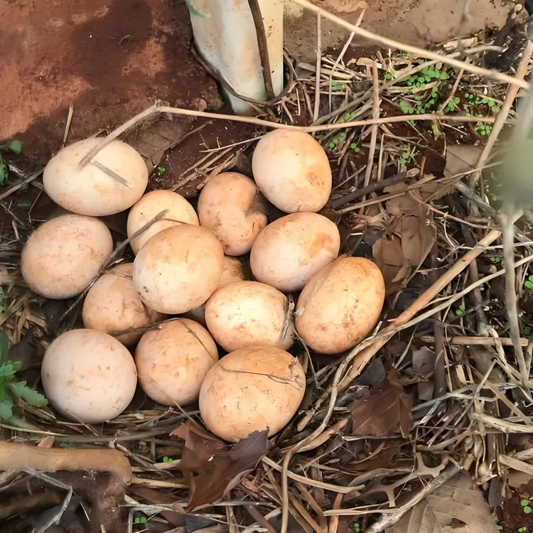 卷毛哥云南深山高山土鸡蛋  新鲜现捡 40g*30枚 包邮