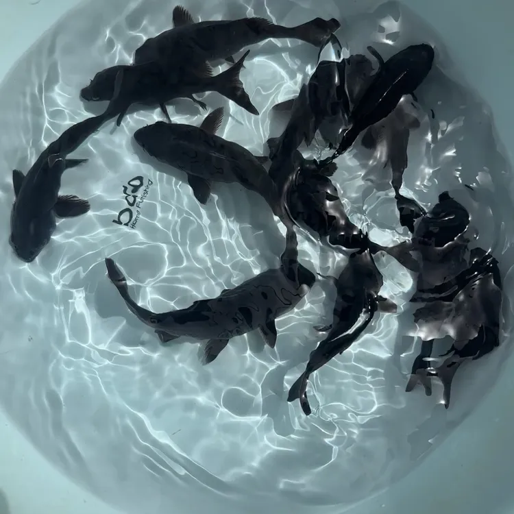 墨蝶蝴蝶鲤8-12公分圆手鳍短尾普身普短随机发