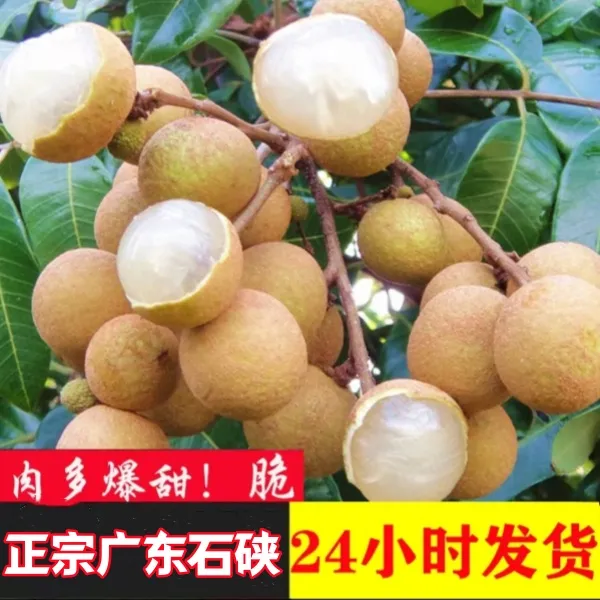 广东潮汕龙眼脆甜脆蜜多汁石碣石硖龙眼新鲜桂圆鲜水果现摘5斤/箱