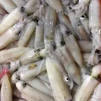 福建东山县鲜冻小管海兔400g/盒鱿鱼不泡水冻发鱿鱼