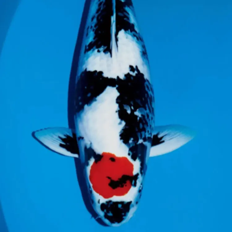 纯种高品质锦鲤多种花色冷水观赏鱼好养耐活适合家养