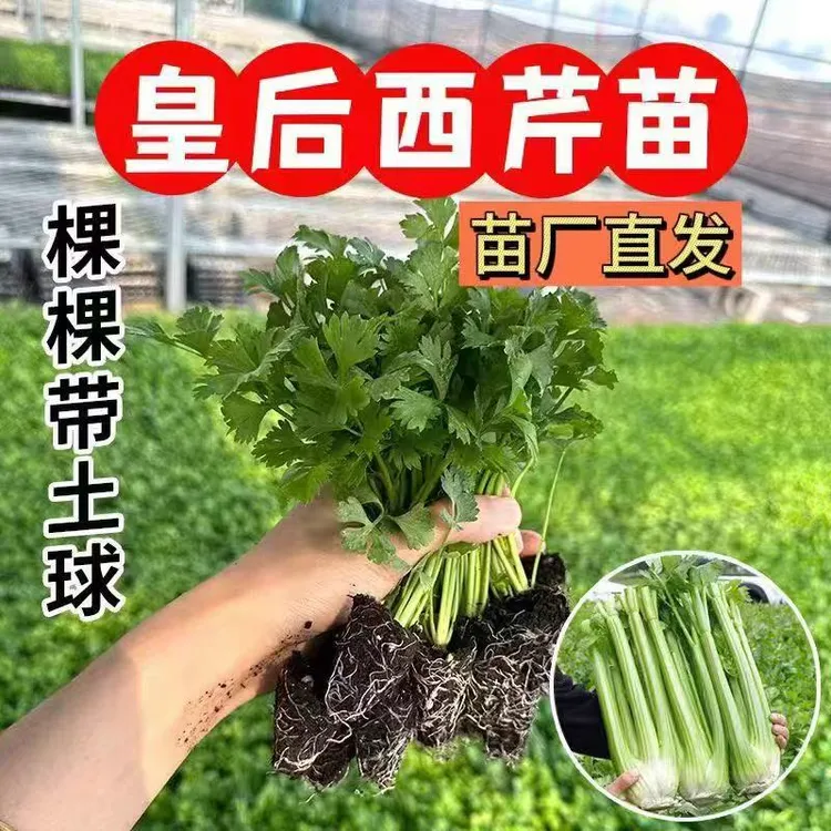 四季西芹香芹种籽皇后西芹秋季盆栽阳台蔬菜种籽秧苗幼苗带土