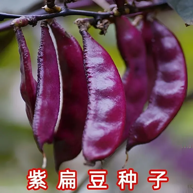 眉豆种子紫扁豆种籽绿眉豆紫边红边扁豆角种子好吃易种四季蔬菜籽