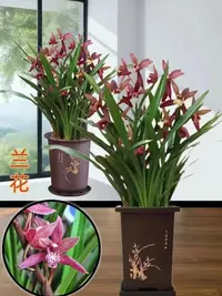 【新疆包邮】精品名贵兰花室内外好养四季开花香