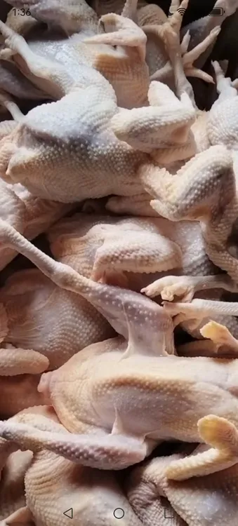 两年老母鸡打擂比赛1只装