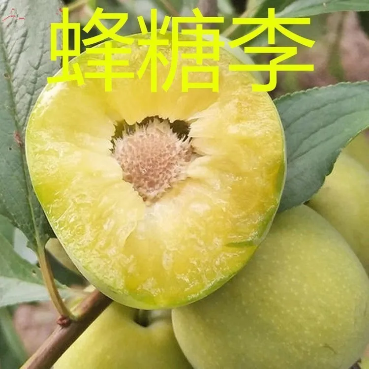 贵州蜂糖李青脆李子树苗脱骨果树苗南方种植黄金种苗早熟当年结果