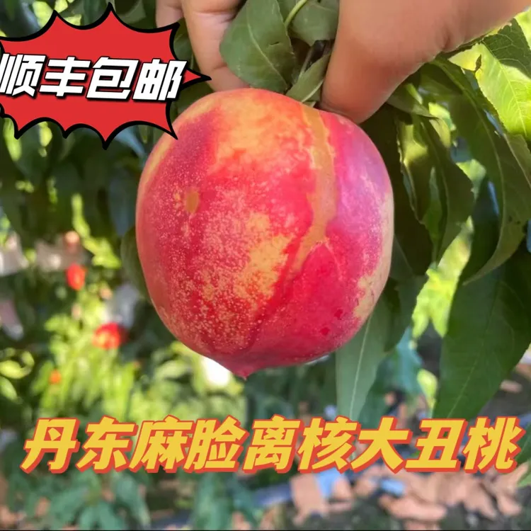 丹东精选麻脸油桃顺丰包邮新鲜营养爆汁自家果园香甜美味旅游特产