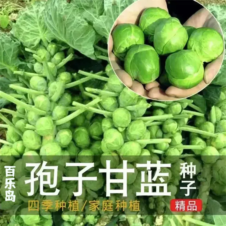 孢子甘蓝种子抱子甘蓝春秋季小型芽球包心菜阳台庭院四季播种简单