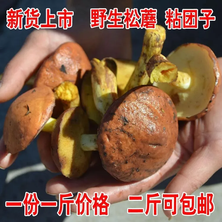 东北特产野生松蘑新鲜焯水加盐粘团子牛干菌松饿子500克二斤