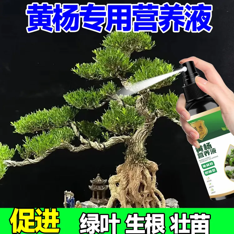 黄杨专用营养液改善黄叶烂根掉落叶枯萎促芽生芽茂密免稀释液体肥