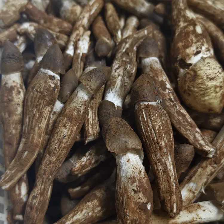 大凉山新鲜野生鸡枞菌顺丰空运当季煲汤食材