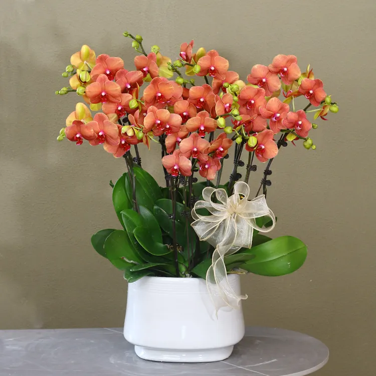 蝴蝶兰【博洛尼亚】带花带盆组好伴手礼送礼茶桌婚礼工位美化装饰