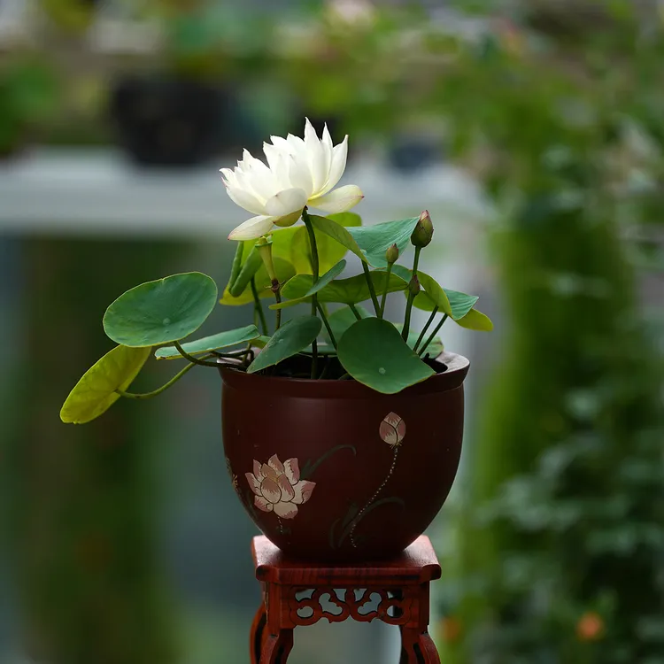 周劲松【如玉】正品微型家庭窗阳台盆栽种植栽培碗莲荷花种藕苗
