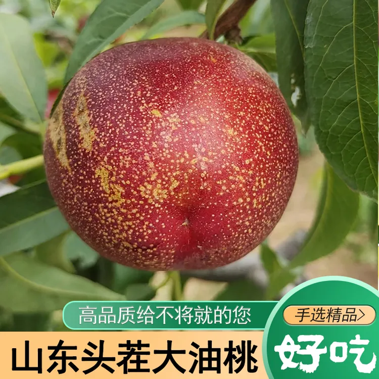 油桃山东头茬脆甜大油桃爆汁软桃子当季孕妇宝妈安全水果无毛桃