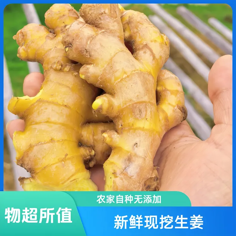 【老梁助农】德化葛坑高山黄姜老姜直发姜味浓郁高山小黄生姜