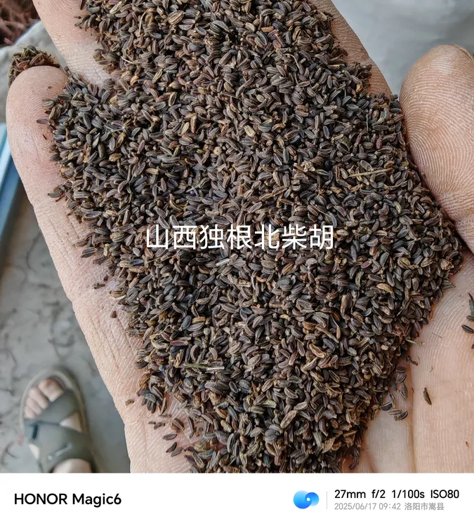 山西陕西独根北柴胡纯新优质种子