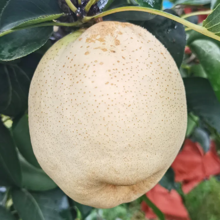 山农酥梨新鲜当季水果脆甜多汁，果园直发6个装，8斤左右