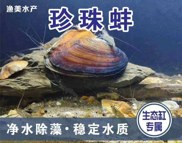 水族观赏珍珠蚌净化水质无需打理养活溪流缸