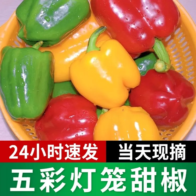 水果彩椒新鲜生吃甜椒红黄五彩灯笼辣椒圆椒太空青椒寿光蔬菜包邮