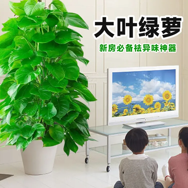 大型1.4 - 1.5米高绿萝柱盆栽净化空气去除甲醛