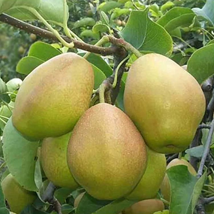 黄金梨 鸭梨 香梨树苗嫁接梨子脆甜南北方种植四季水果树盆栽地栽