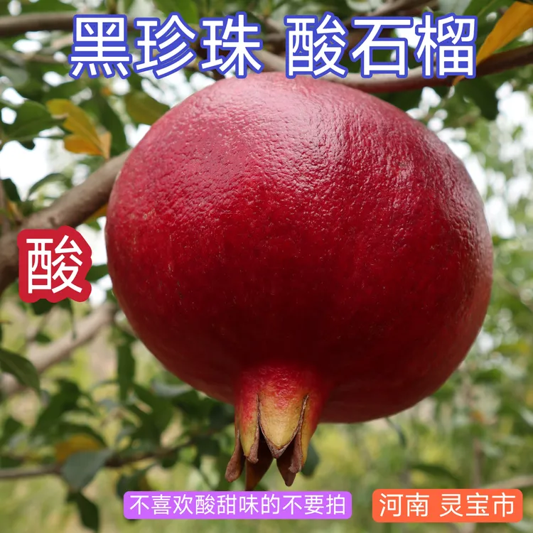 黑珍珠酸甜软籽石榴河南灵宝市酸石榴