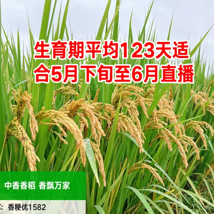 香粳优1582超级杂交种子长粒粳稻，亩用种5斤2斤每件起拍价格