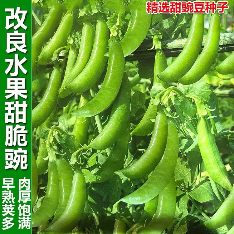甜脆青豌豆种子豌豆种籽甜苗种豌豆苗尖种蔬菜孑菜豌豆碗豆种子籽