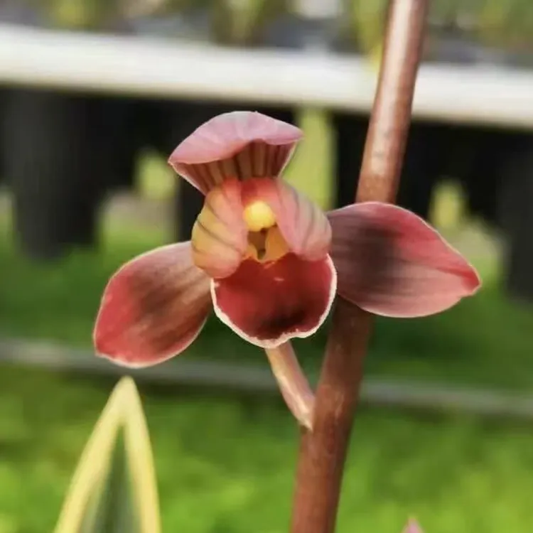 墨兰～东方红神荷 花期10-3月左右 花期带花发