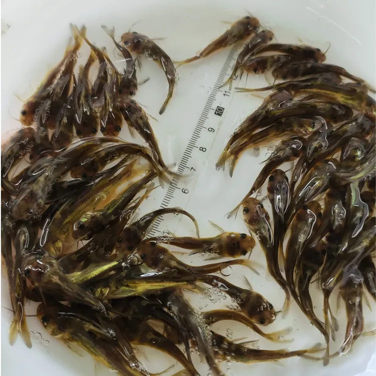 杂交黄骨鱼   宠物观赏鱼 黄腊丁鱼 黄颡鱼 活体