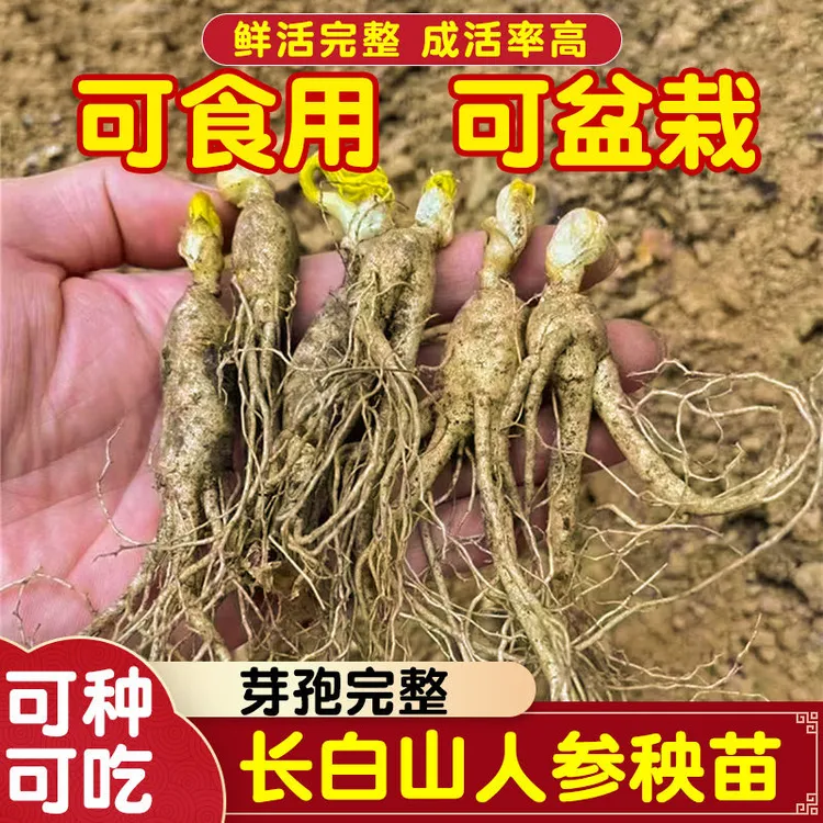 【长白山人参苗】正宗长白山人参种球苗带新鲜芽孢现挖现卖基地直发