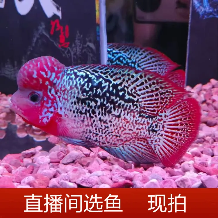 罗汉鱼小亚火凤 古典 泰金 金花 【直播间选鱼拍】