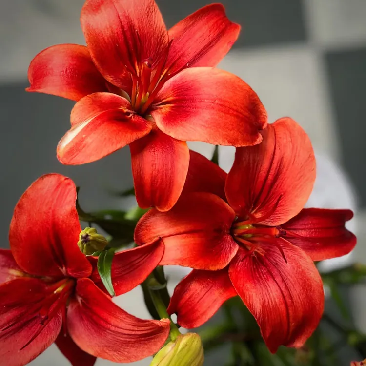 辽宁凌源鲜花百合花红宝石亚洲百合多头鲜切水养带花苞顺丰包邮