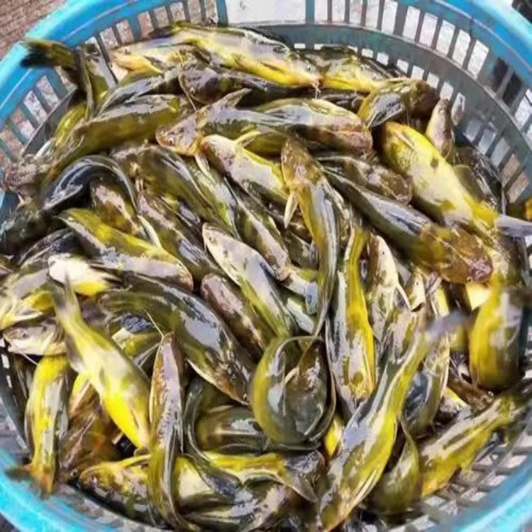 黄骨鱼苗黄颡鱼黄蜂鱼黄辣丁鱼活体淡水鱼塘养殖渔场直供包邮包活