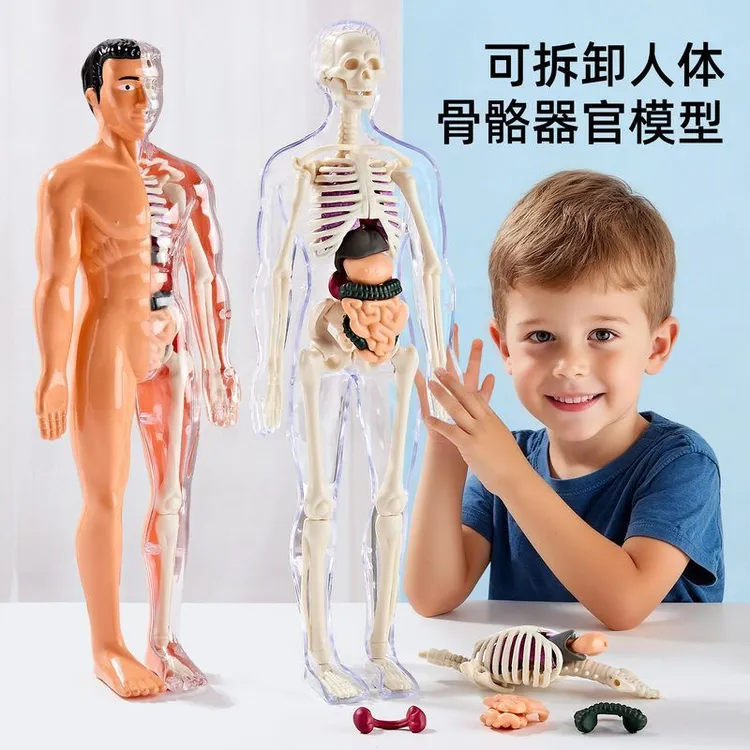 人体结构器官模型具骨骼可拆卸拼装3d骨架内脏医学解剖立体儿童玩