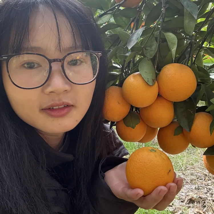 湖南麻阳怀橘一号冰糖橙（纯甜）自然成熟现摘现发