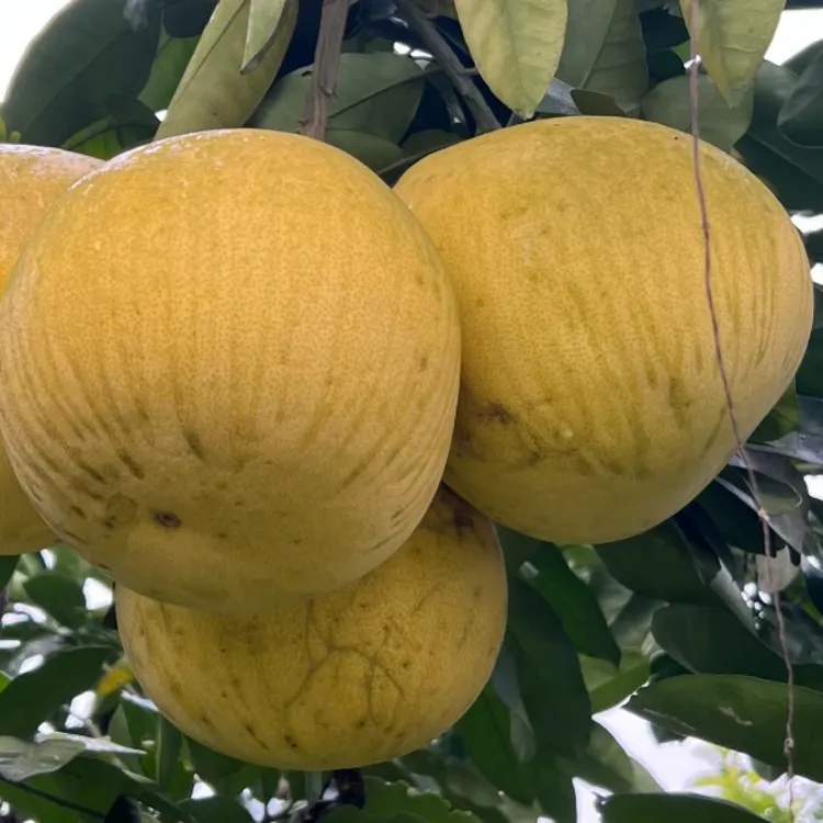 【农家高山自种】四川三红蜜柚新鲜当季水果果肉厚实多汁产地直发