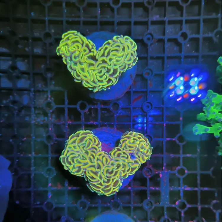 炽热的心猪腰 海水 水草 珊观赏瑚（售后 拍摄开箱视频）