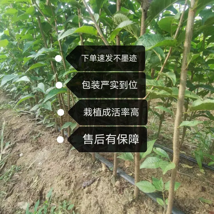 肥樱团(1)组培吉塞拉17号砧木苗吉塞拉6号砧木苗非嫁接苗