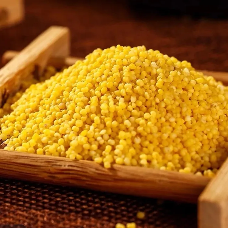 【到手五斤】新小米 黄小米辽宁朝阳小米 月子米【可以试吃一斤】