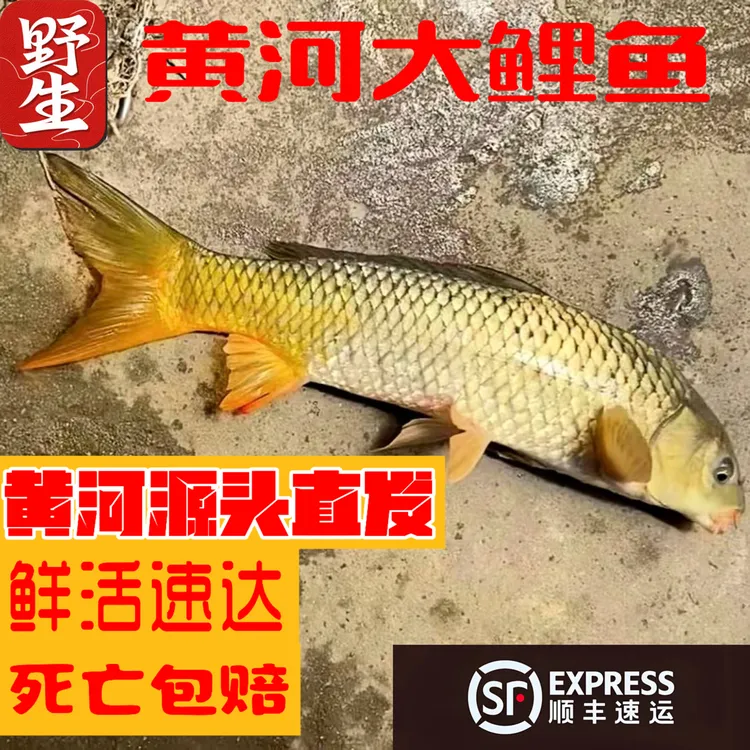 正宗黄河鲤鱼 新鲜直达 产地直供 正宗河鲜 鲜活／冰鲜可选